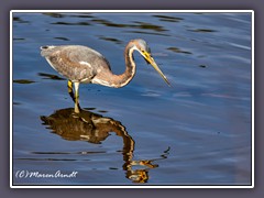 Tricolored Heron - Dreifarbenreiher - Egretta tricolor