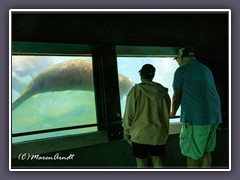 Unter Wasser Beobachtung im Homosassa Springs Wildlife State Park