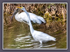 Waldstorch und Silberreiher - Black Point Wildlife Drive 