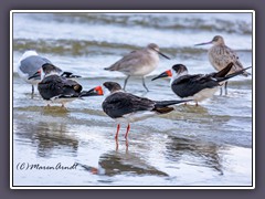 Wasservögelversammlung - Black Skimmer -Marbled godwit -Willet