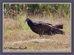 Turkey Vulture - Cathartes aura - Truthahngeier