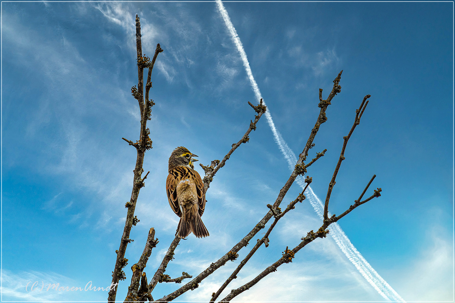 Dickcissel