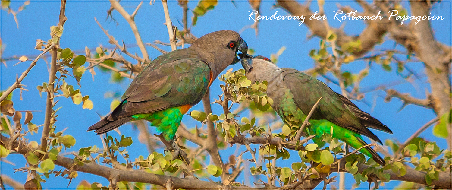 Tarangire NP