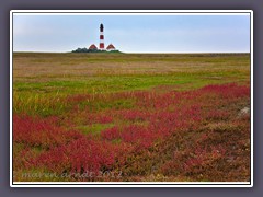 Die Farbe Rot in den Salzwiesen in Westerhever