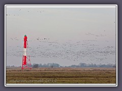 Harriersand Grosser Pater