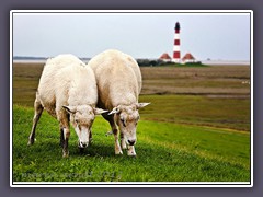 Westerhever und Fans