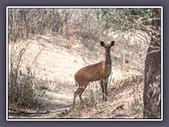 Buschbock Ostküsten Shirranantilope