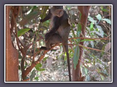 Im Lake Manyara National Park