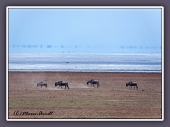 Lake Manyara ein Süsswassersee