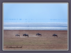 Lake Manyara ein Süsswassersee