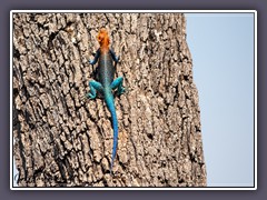 Red Headed Agama - Männchen