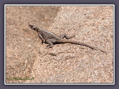 Red Headed Agama - Weibchen