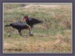 Südlicher Hornrabe - Southern Ground Hornbill