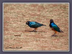 Superb Starling - Dreifarben Glanzstar