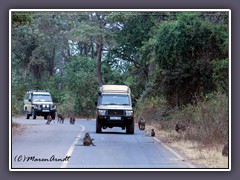 Baboons als Empfangskommitee