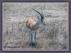 Grant’s Gazelle