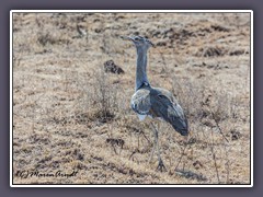 Grosstrappe - Kori Bustard - Otis tarda