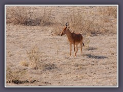 Hartebeest - Kuhantilope