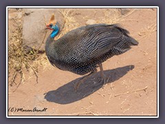 Helmperlhuhn - Helmeted Guineafowl