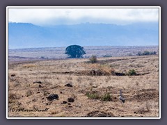 Landschaft mit Grosstrappe