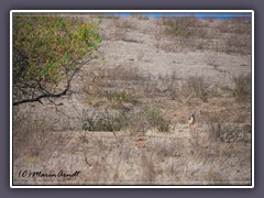 Landschaft mit Schabrackenschakal