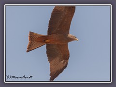 Schwarzmilan - Black Kite - Milvus migrans