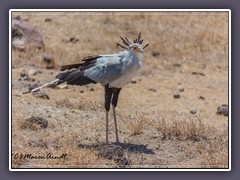 Sekretär - der Vogel gilt inzwischen als gefährdet