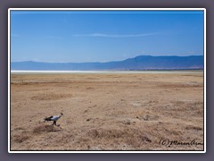 Sekretär - Schlangen und Insektenjäger in Kraterlandschaft