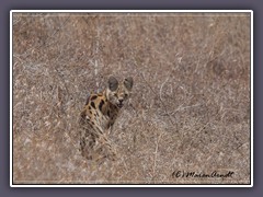 Serval Katze