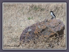 Tropical Boubou - Laniarius aethiopicus