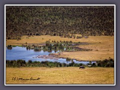 Wildlife am Magadisee