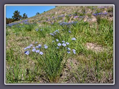 Nebraska empfängt uns mit blauen Wildblumen am Wegesrand - Blue Flax Flowers