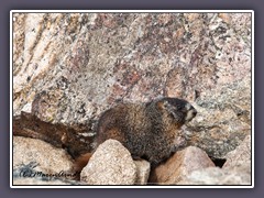 Yellow Bellied Marmot -  Murmeltier