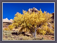 Herbst am Navajo Dome
