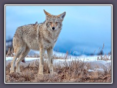 Coyote  - Wildlife