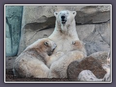 Eisbären - Zoo