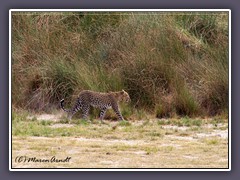 Auch ein Leopard ist auf der Pirsch