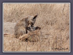 Bat Eared Foxes