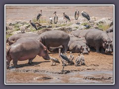 Überall Gnu Kadaver - es stink gewaltig am Mara River