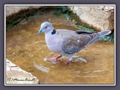 Brillentaube - Mourning Collared Dove - Streptopelia decipiens