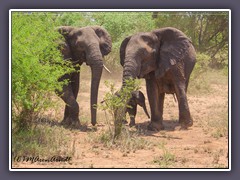 Die Aufpasser - Mutter und Tante Elefant