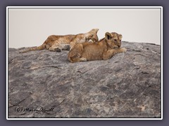 Die hungrigen Jungen warten - im Sommer herrscht Hunger für die Raubkatzen - die großen Herden sind in der Serengeti Nord