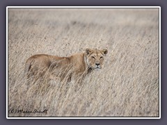 Die Jagd beginnt