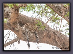 Einfach mal abhängen - schlafender Leopard auf einem Baum in der Zentral-Serengeti