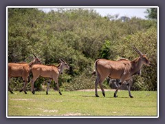 Eland Antilopen