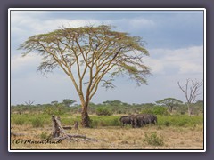 Elefantenherde schützen ein Herdenmitglied indem sie einen Schutzkreis bilden
