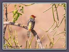 Flammkopf Bartvoge l-  Red and yellow Barbet - Trachyphonus erythrocephalus