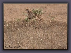 Gepard auf der Lauer 