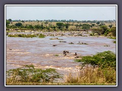 Gnu Kadaver im Fluss zwischen der Serengeti und der Massai Mara 