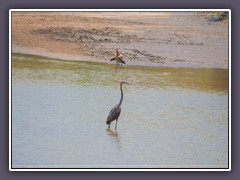 Goliath Reiher - Giant Heron und Nilgäse